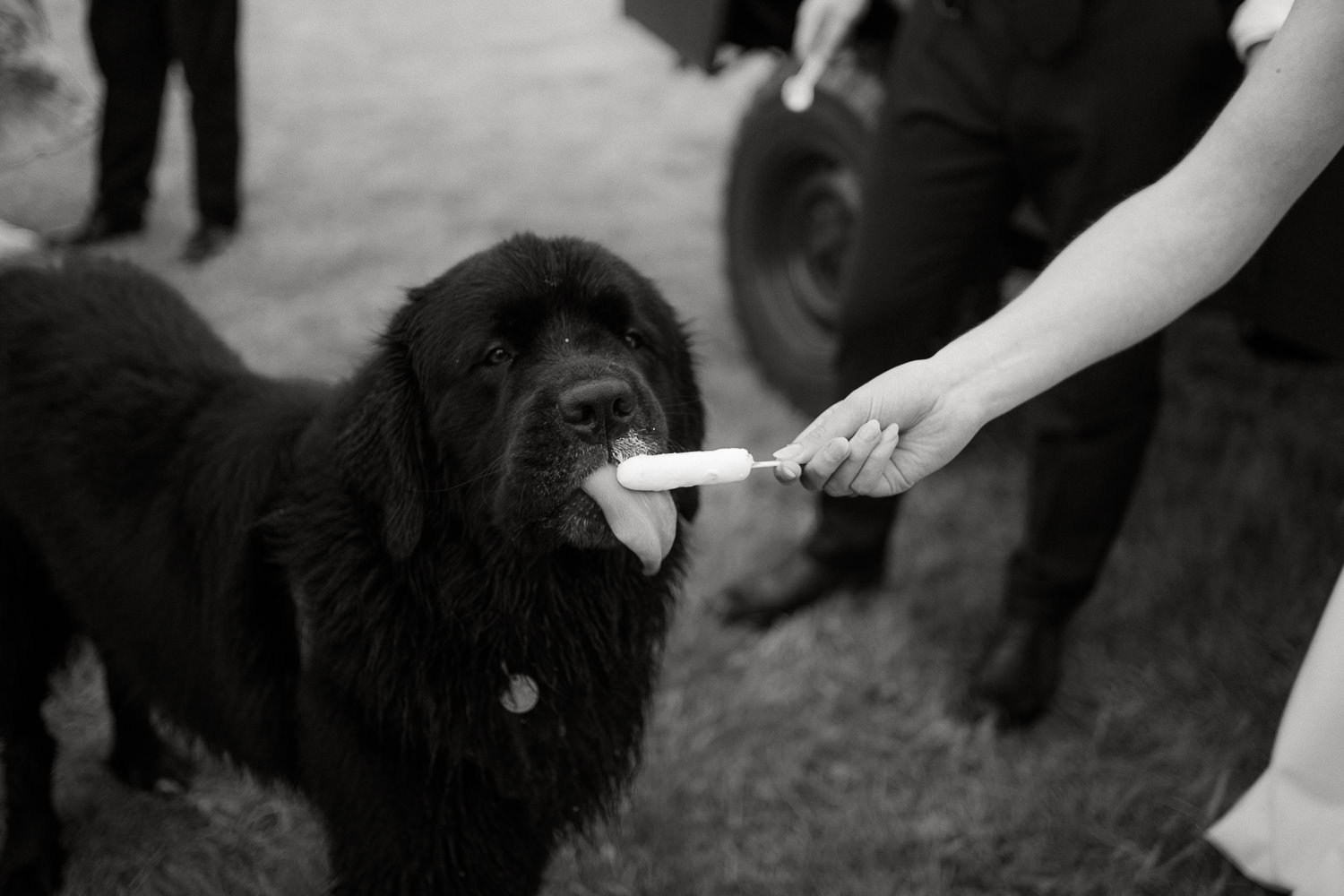 FAMILY HOME FARM WEDDING PHOTOGRAPHY LLANTWIT MAJOR 031